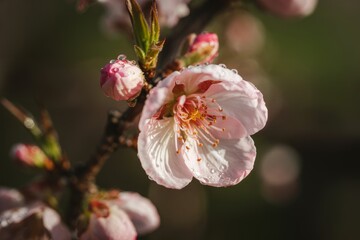 Close Up Pink Cherry Blossom Flower Water Droplets Natural Background