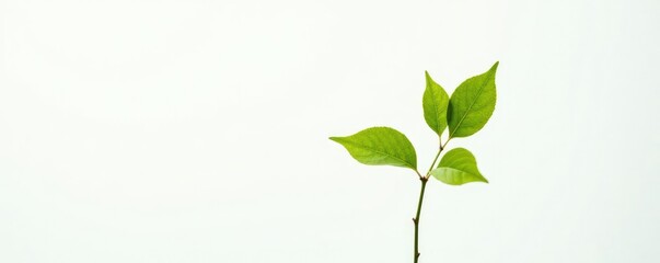 Fototapeta premium Single branch with foliage against a plain white background, background, plant