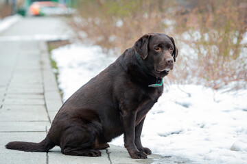 Portrait of a chocolate Labrador retriever, a cute brown dog in a winter park. Close-up, on the street. Daylight. The concept of care, upbringing, obedience training, and pet breeding