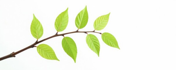 Fototapeta premium Single isolated birch branch on white background with water droplets, minimalist, branches, nature