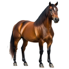 Naklejka premium Majestic Brown Horse Portrait Against Black Background Stunning Equine Photography Exhibiting Strength and Elegance