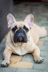 Fototapeta premium Funny French bulldog puppy lies in the yard of the house