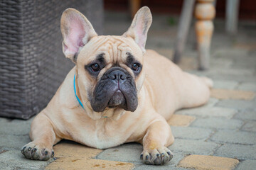 Funny French bulldog puppy lies in the yard of the house