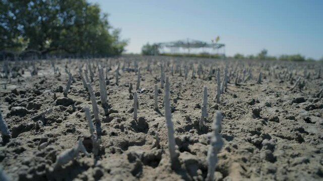 Mangrove propagules thriving in the mud, forming intricate natural patterns that highlight the beauty of coastal ecosystems and biodiversity