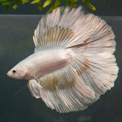 Wei&szlig;er gro&szlig;er Kampffisch