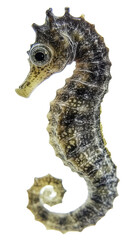 Fototapeta premium Magnificent Seahorse Close-up: A Detailed Look at an Underwater Creature