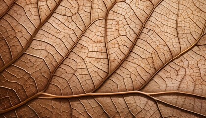 Obraz premium leaf texture background