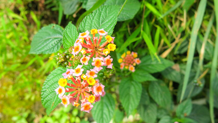 Yellow pinky lantana (Lantana camara) also known as common lantana or shrub verbenas flowers are blooming in the garden, selective focus