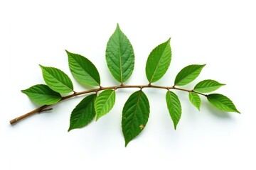 Fototapeta premium Long isolated branch against white background, evergreen, solitary, foliage
