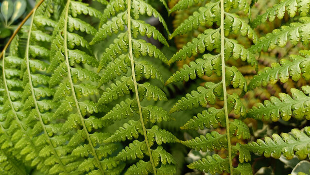 Beautiful Background of Rumohra adiantiformis, with fresh green leaves