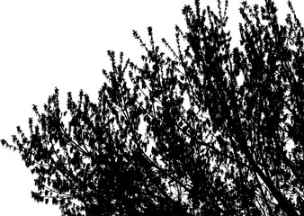 Vector illustration of a young spring maple branch