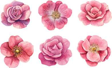 Botanical Watercolor Pink Rose Clipart