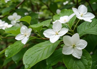 A close up of several white flowers and lush green leaves