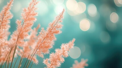 Flowers that resemble peach grass are blooming against a teal background that has been blurred, creating a gentle atmosphere.