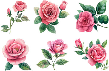 Watercolor Pink Rose Flower Clipart - Romantic Hand-Painted Design
