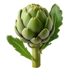 Fototapeta premium Fresh Green Artichoke with Stem and Leaves, Healthy Vegetable