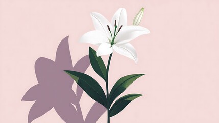 White Lily with Pink Background.