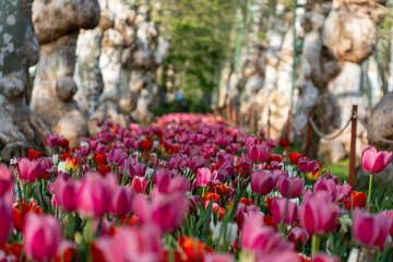 Flow of Tulips Through Ancient Trees