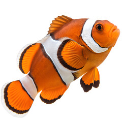 clownfish isolated on transparent background