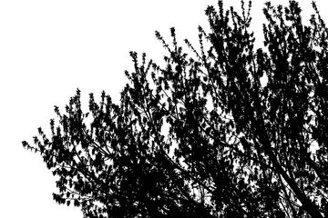 Black and white illustration of natural young maple tree branch with leaves on white background