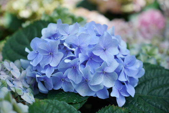 A close-up shot of a beautiful blue hydrangea flower, showcasing its delicate petals and vibrant color. The image is set against a black background, highlighting the flower's details.