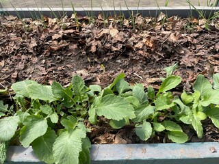 Healthy spring greens growing in greenhouse soil