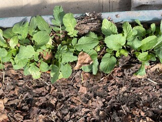 Healthy spring greens growing in greenhouse soil