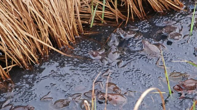 Frogs in Amplexus Swarming during Mating Breeding Season in Spawn Floating on Water Surface among Pond Shore Reeds 