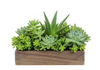 Lush Succulent Garden in Rustic Wooden Planter