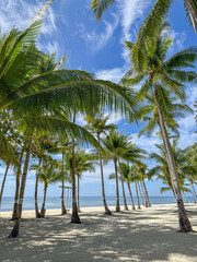 Serene Coconut Grove by the Sea on Panglao Island, Philippines