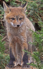 Red fox cub portrait in the forest, Canada