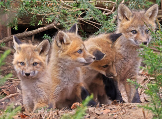 Red fox babies group portrait in the forest, Canada