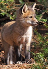 Red fox babies portrait in the forest, Canada