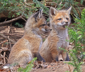 Red fox babies portrait in the forest, Canada