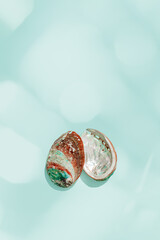 Colored closeup shells on vivid blue background with sun glare. Beauty nature textured  Seashells, marine life, nautical style poster, Minimal summer aesthetic, beach lifestyle, pastel color