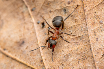Red Wood Ant - Formica rufa, common popular forest insect from Euroasian forests and woodlands, Zlin, Czech Republic.