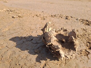 dry cracked earth