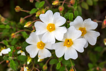Laden; It is a plant species with white or pink flowers that make up the Cistus genus of the Cistaceae family.