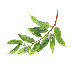 Eucalyptus twig wit leaves and seeds