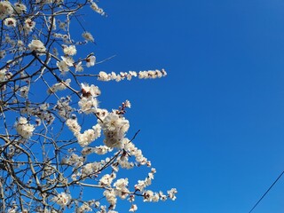 spring cherry blossom