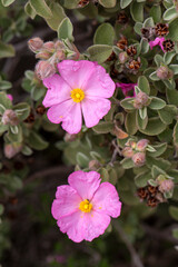 Obraz premium Laden; It is a plant species with white or pink flowers that make up the Cistus genus of the Cistaceae family.