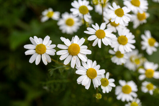 Matrikaria chamomilla grows and blooms