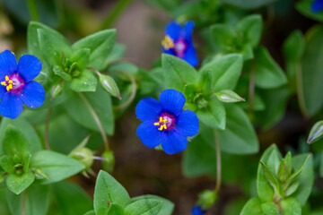 Lysimachia foemina is an annual plant species in the family Primulaceae.