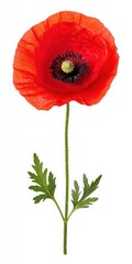 Vibrant Red Poppy Flower Isolated on White
