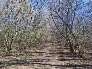 trees in the forest