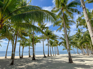 Dreamy Tropical Escape: Palm Trees and Blue Sky on Panglao Island