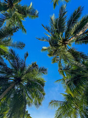 Looking Up at Tall Palm Trees Against a Blue Sky