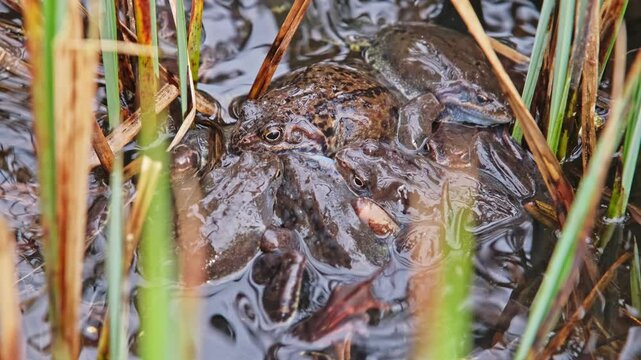 Frogs in Amplexus Swarming during Mating Breeding Season in Spawn Floating on Water Surface among Pond Shore Reeds 