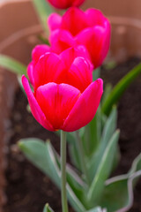 Tulip blooming in the garden
