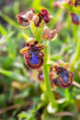 Obraz premium Wild orchid, scientific name; Ophrys speculum
